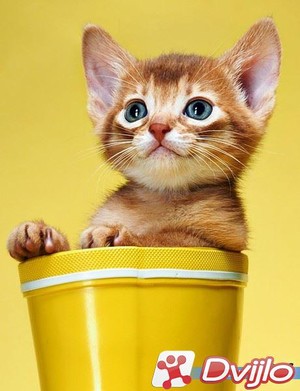 Скачать Картинки - Коты и кошки (JPG) torrent