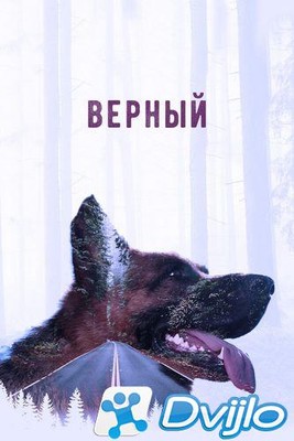 Скачать Верный (2016/ВЕБРип/1080p) torrent