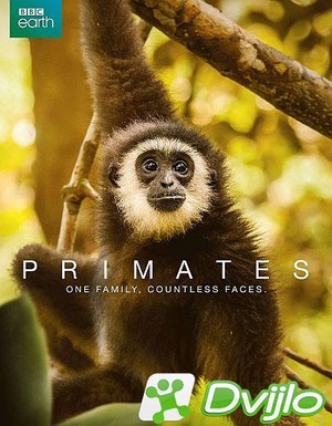 Скачать BBC: Приматы / Primates (S01) (2020/ХДТВ/1080i) torrent